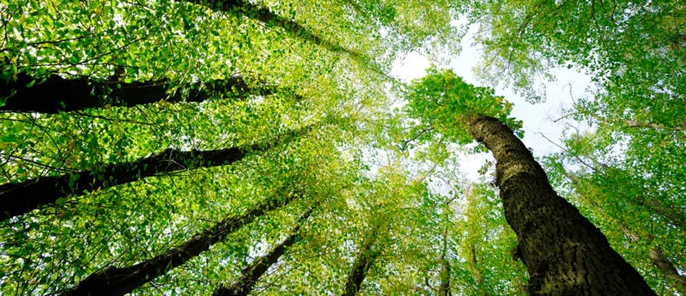 Rispetto -ambiente